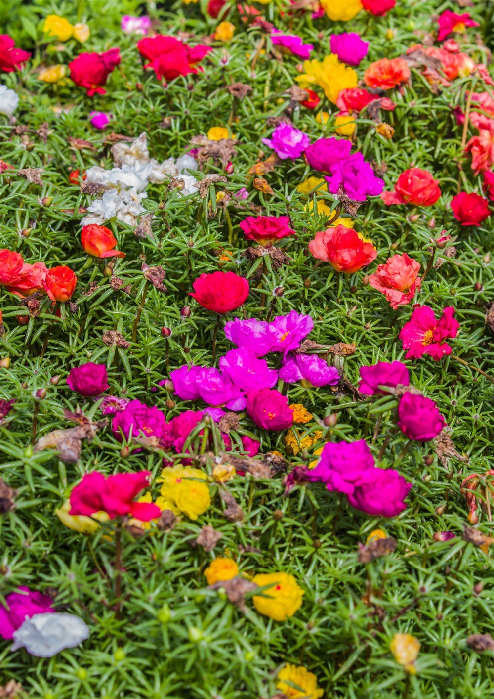 İpek Çiçeği Tohumu 40 adet