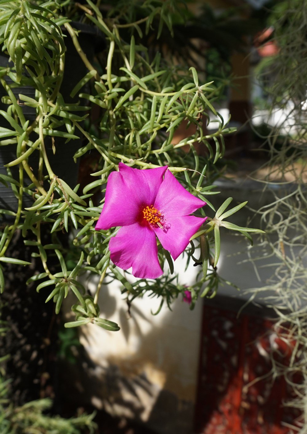 İpek Çiçeği Tohumu 40 adet