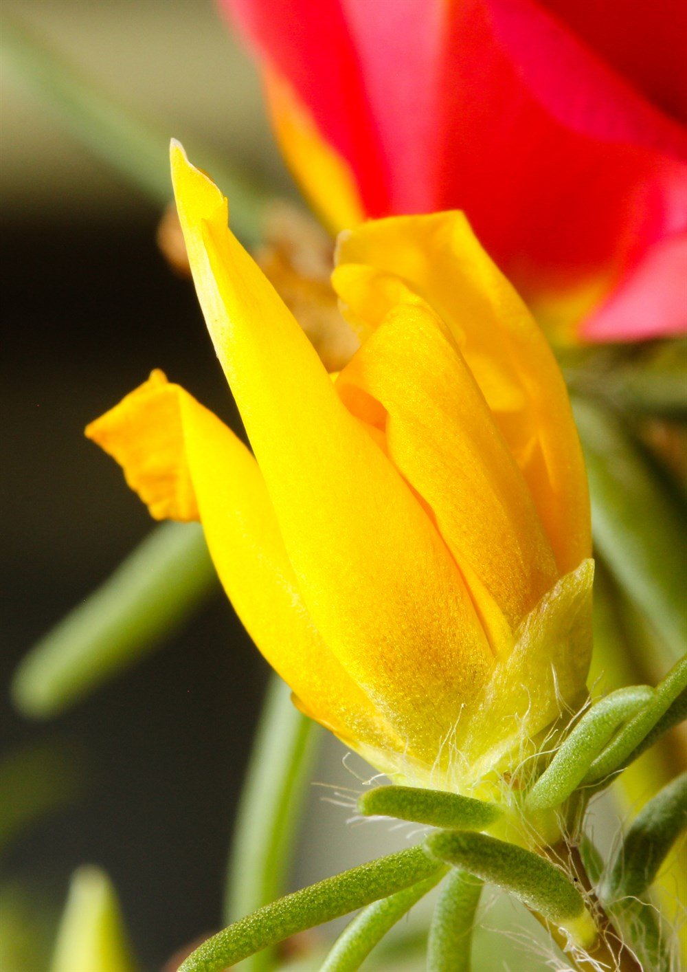 İpek Çiçeği Tohumu 40 adet