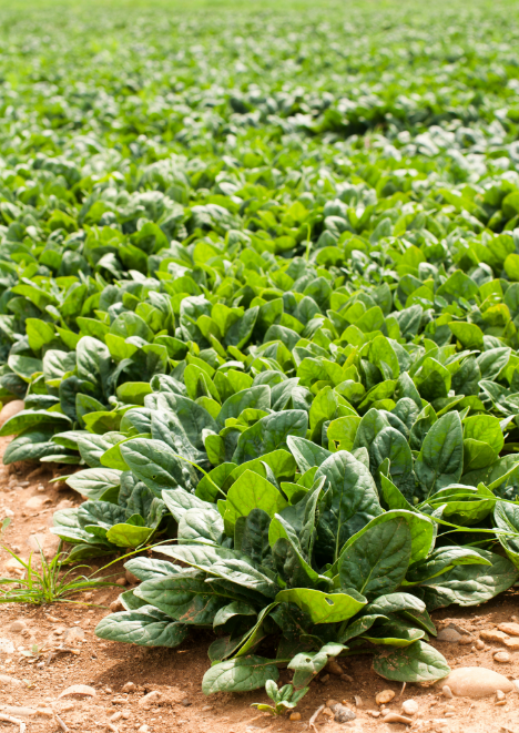 Ispanak Tohumu 10 gr