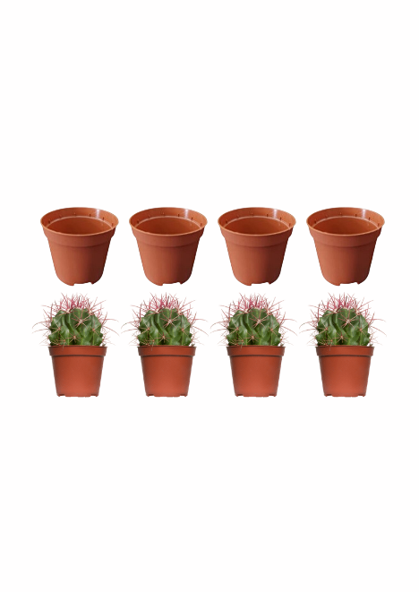 Kaktüs ve Sukulent Üretim Saksısı 5,5 cm