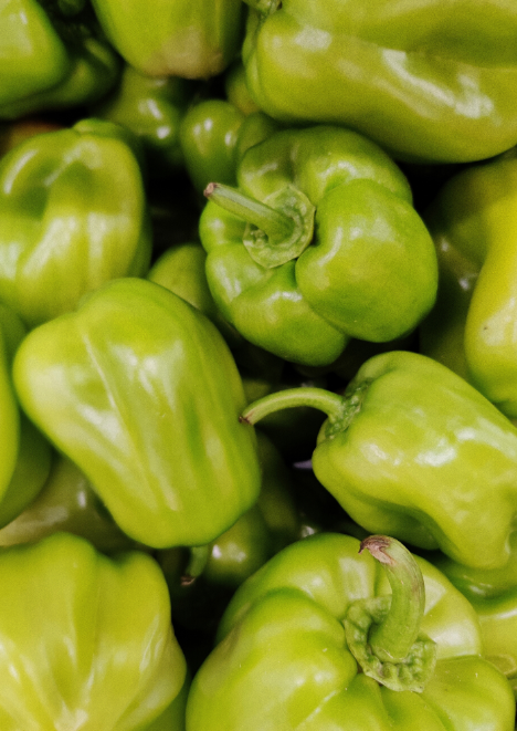 Kandil Dolma Biber Tohumu 5 gr