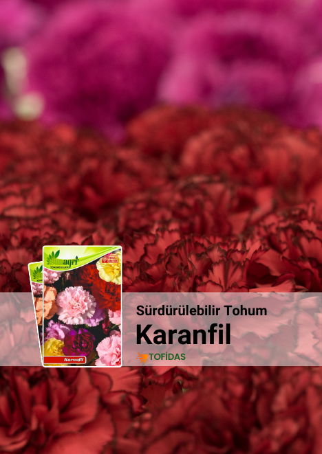Karanfil Tohumu 5 adet tohum