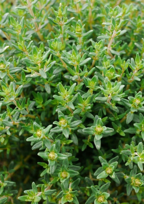 Kekik Tohumu 100 adet