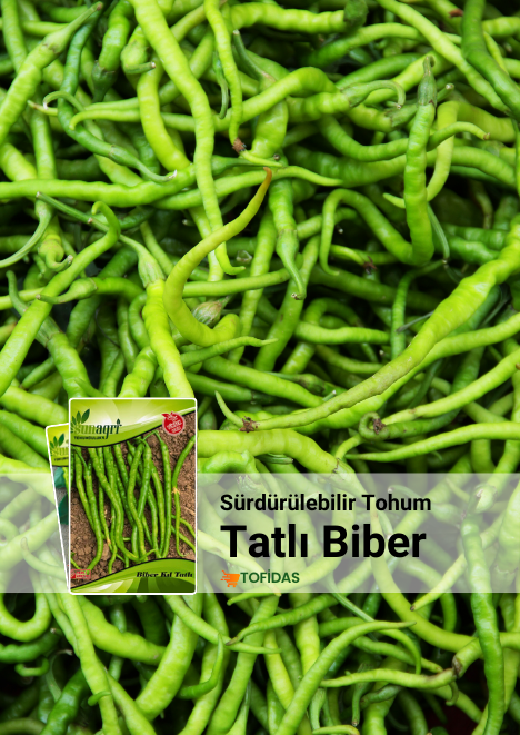 Kıl Tatlı Biber Tohumu 5 gr