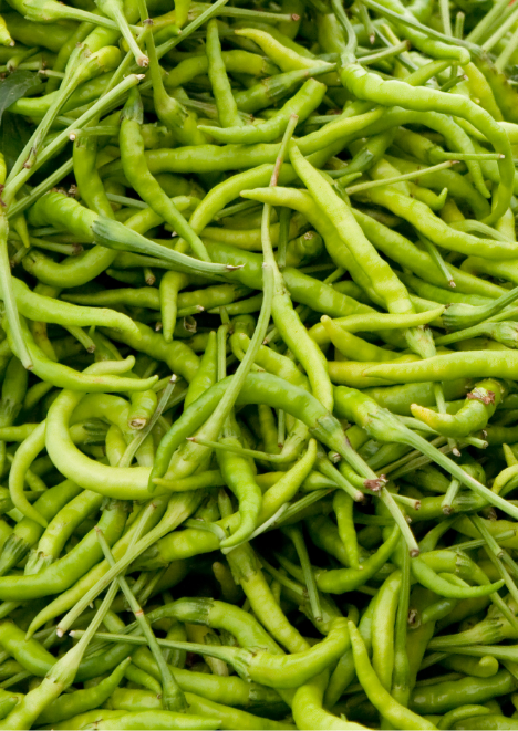 Kıl Tatlı Biber Tohumu 5 gr