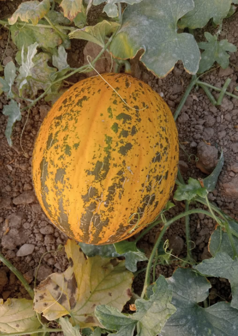 Kırkağaç Kavun (637 Altınbaş) 5 gr