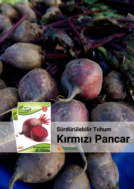 Kırmızı Pancar Tohumu 3 gr