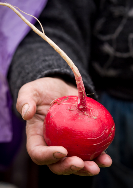 Kırmızı Turp Tohumu 10 gr