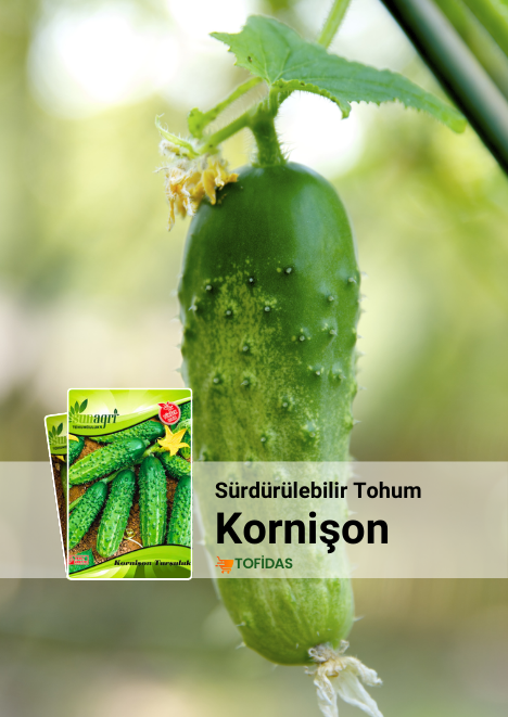 Kornişon Turşuluk Salatalık 3 gr