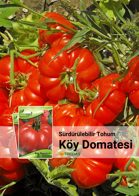 Köy Domatesi 400 adet tohum