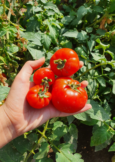 Köy Domatesi 400 adet tohum
