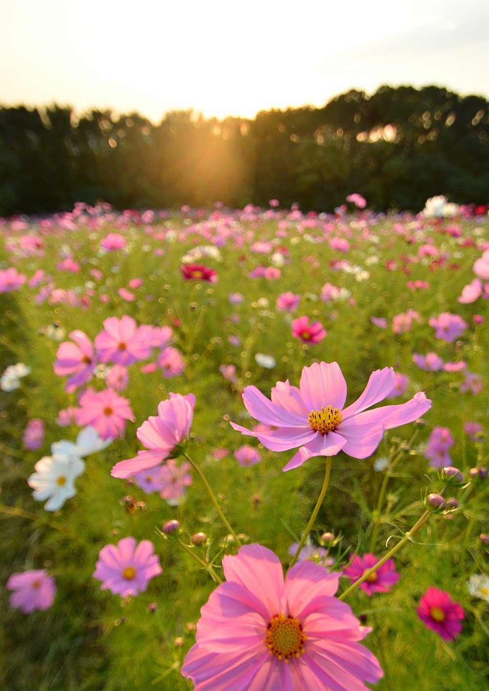 Kozmos Çiçeği 40 adet Tohum