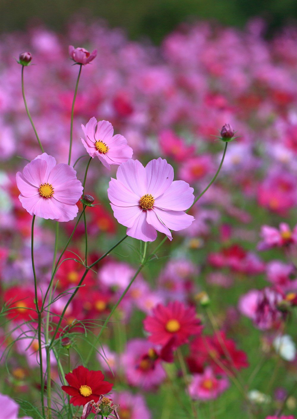 Kozmos Çiçeği 40 adet Tohum