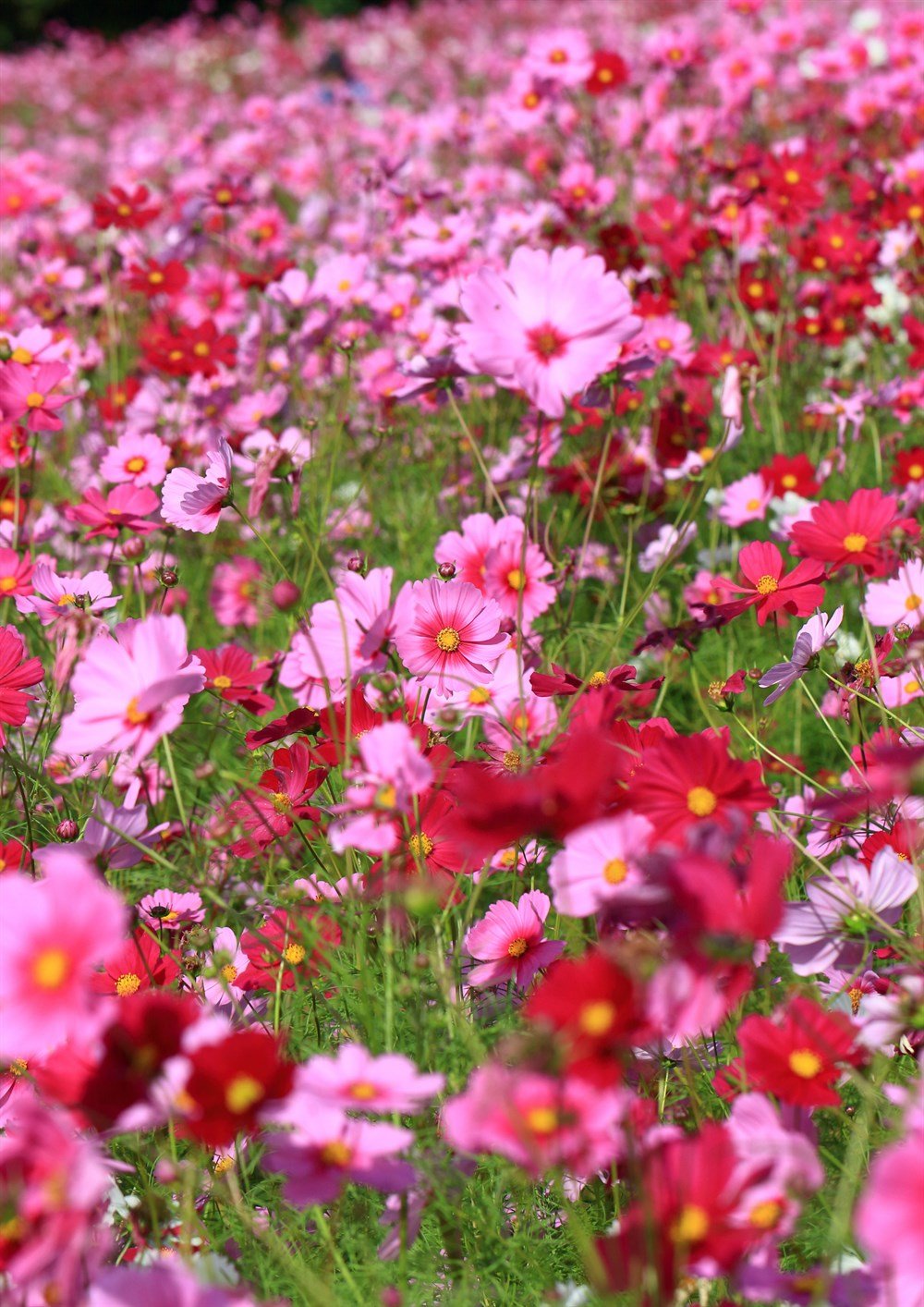 Kozmos Çiçeği 40 adet Tohum