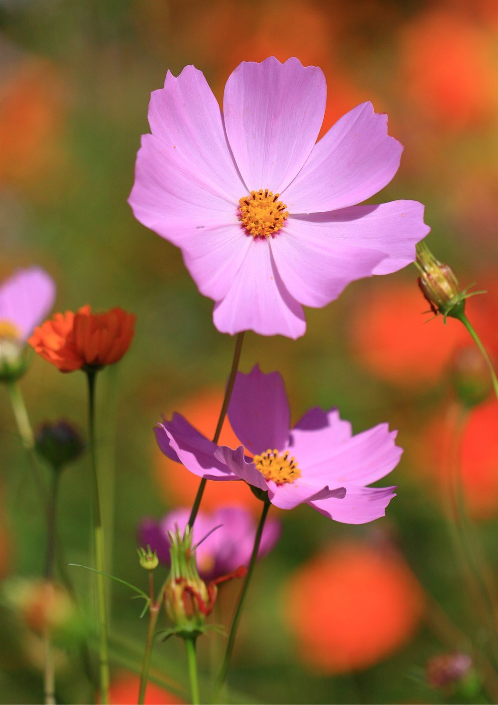 Kozmos Çiçeği 40 adet Tohum