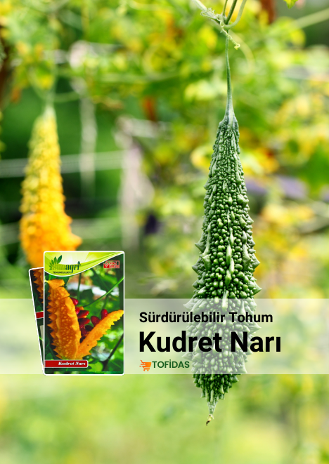 Kudret Narı Tohumu