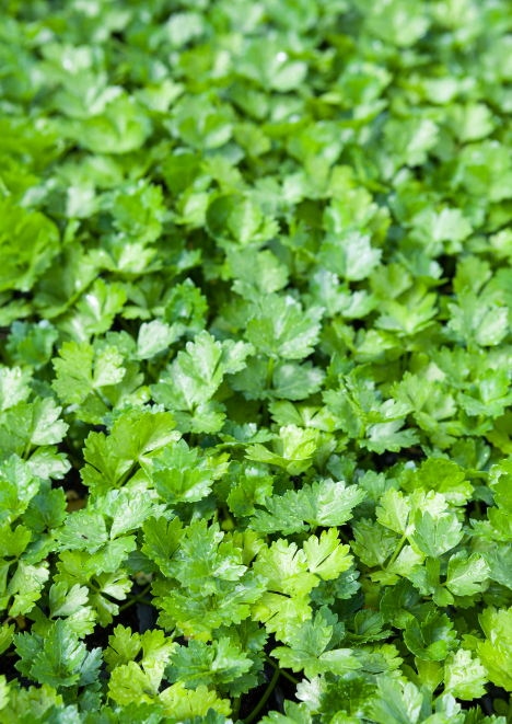 Maydanoz Tohumu 10 gr