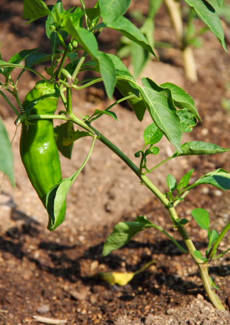 Mazamort Üç Burun Biber Tohumu 5 gr