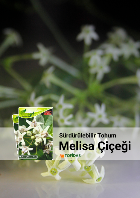 Melisa Çiçeği 10 adet Tohum