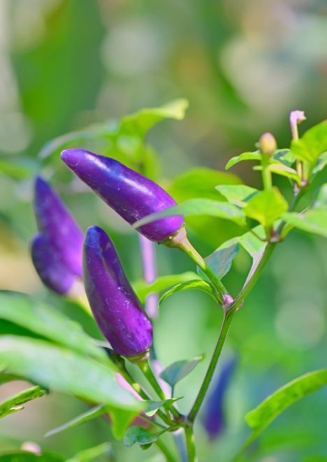 Mor Cin Biber 50 Adet Tohum