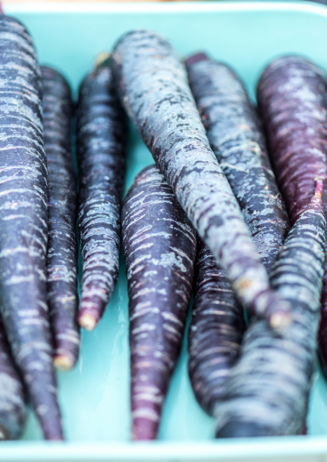 Mor Havuç Tohumu 3 gr