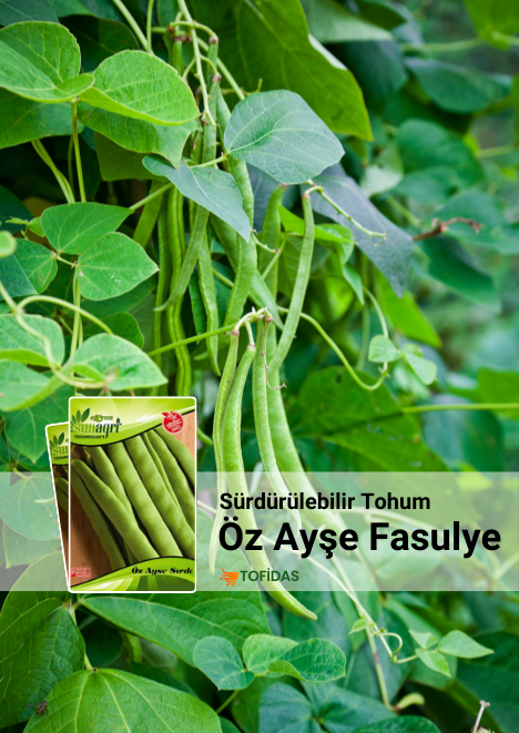 Özayşe Fasulye Tohumu 25 gr