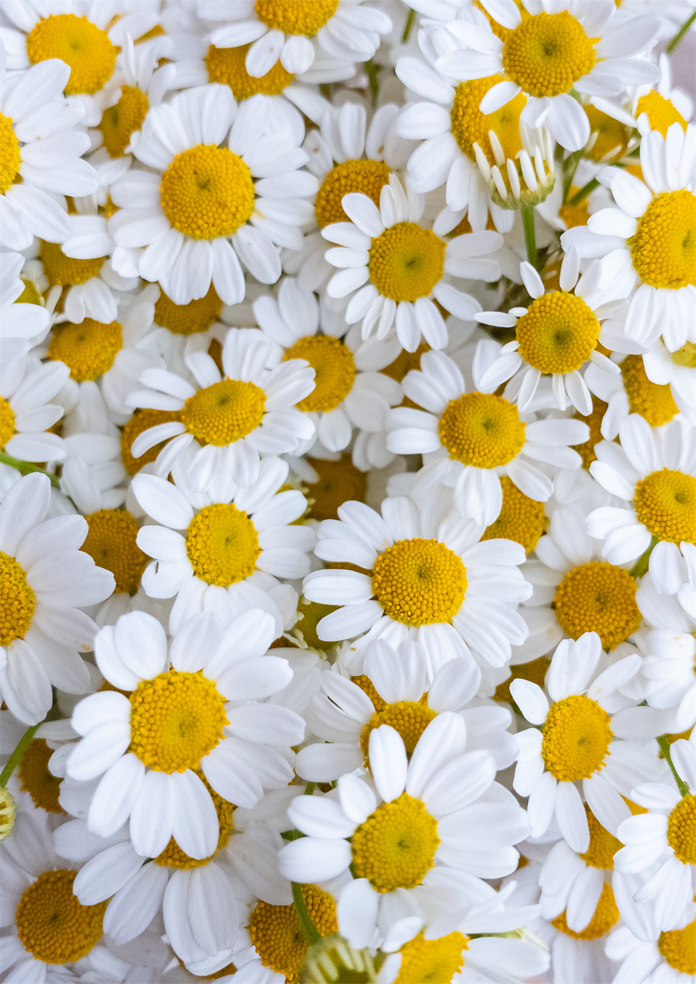 Papatya Tohumu 40 adet tohum