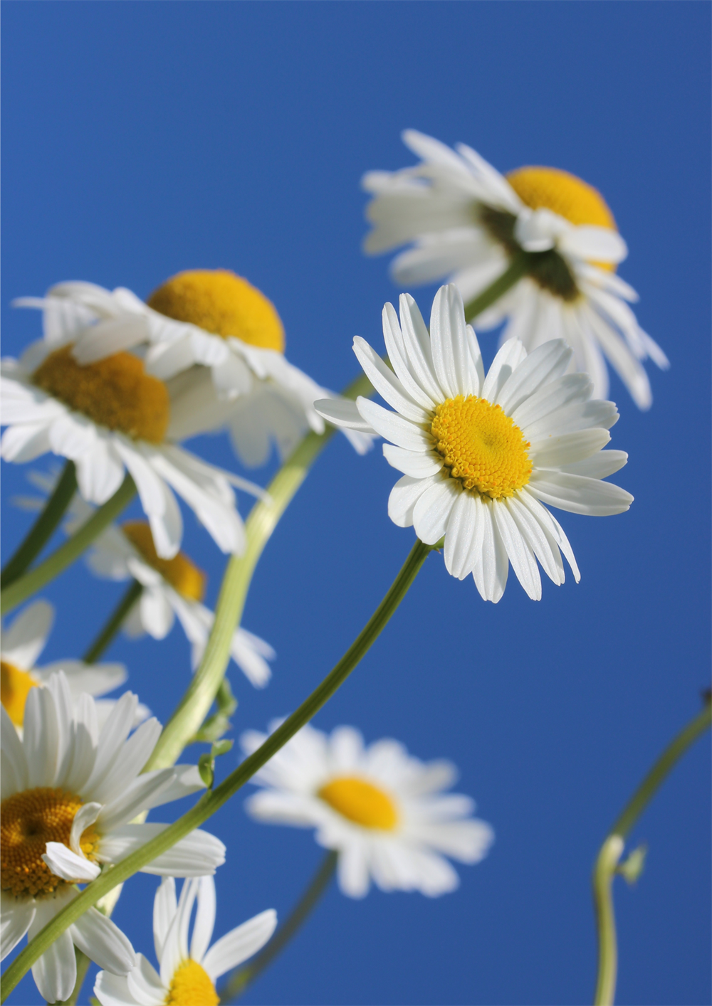 Papatya Tohumu 40 adet tohum