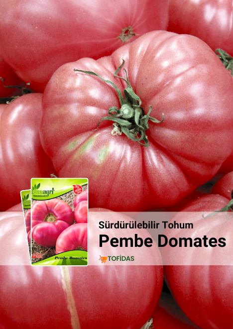 Pembe Domates 400 adet tohum