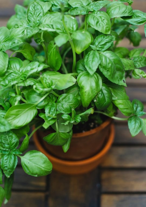 Reyhan Tohumu 100 adet tohum