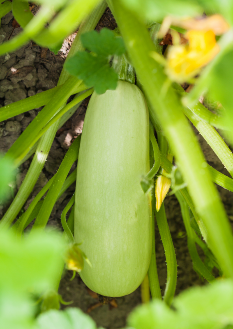 Sakız Kabak Tohumu 10 g
