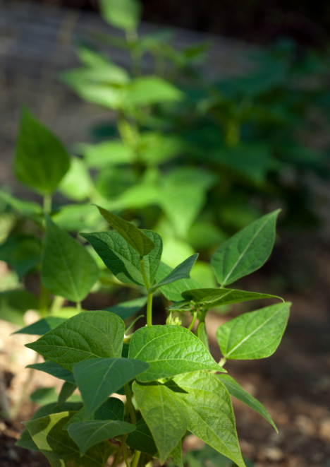 Sarıkız Fasulye Tohumu 25 gr