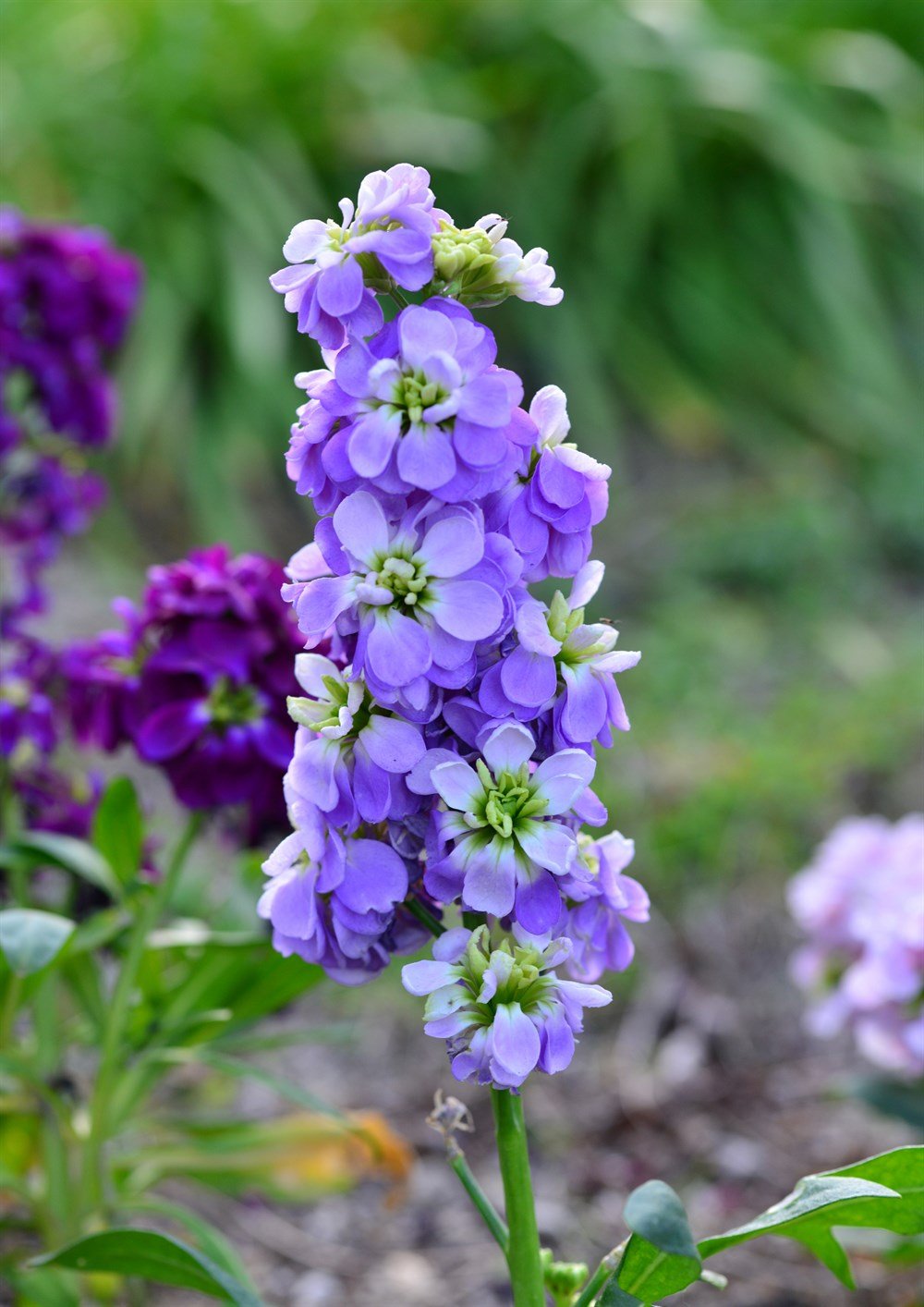 Şebboy Çiçeği 40 adet Tohum