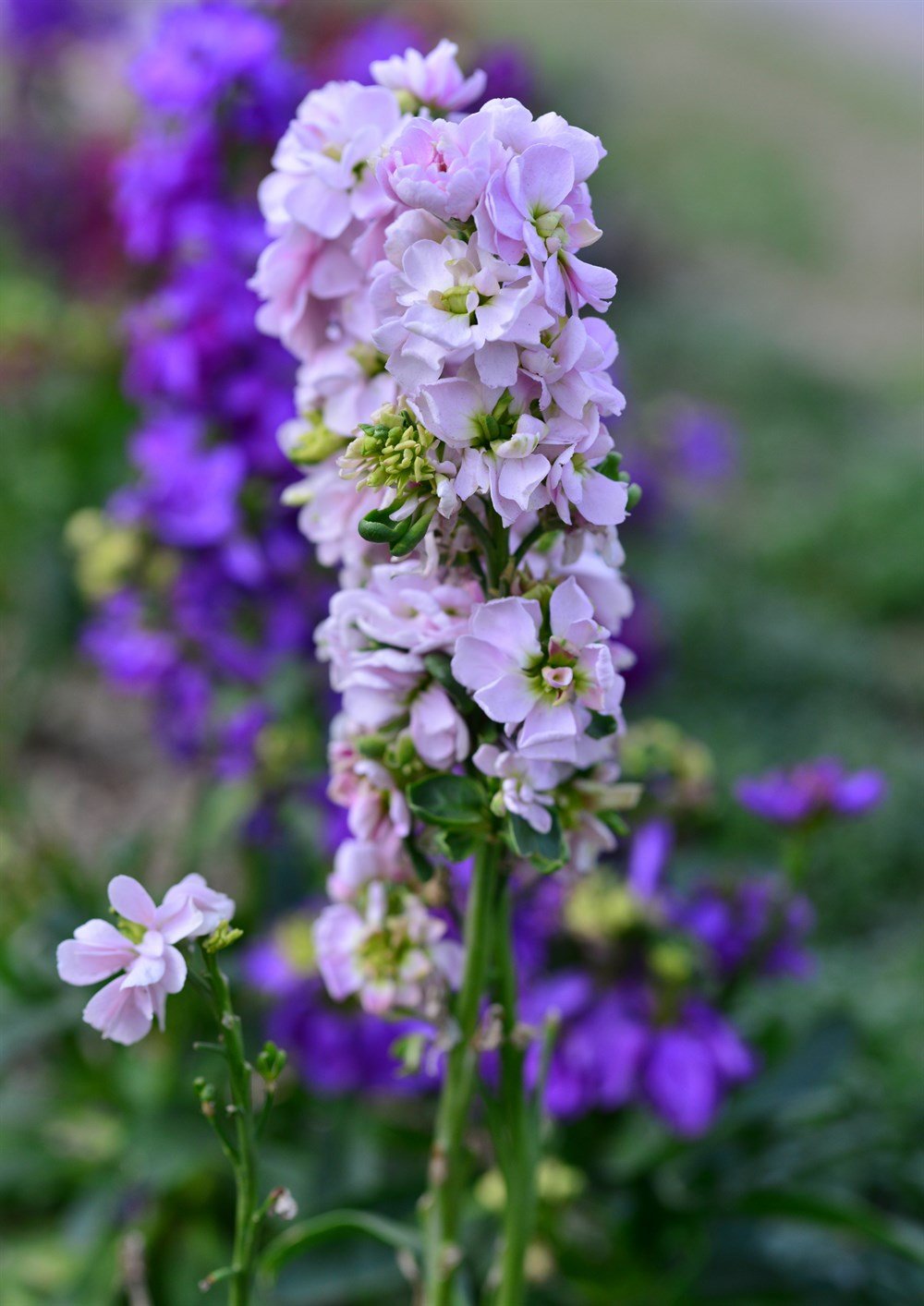 Şebboy Çiçeği 40 adet Tohum