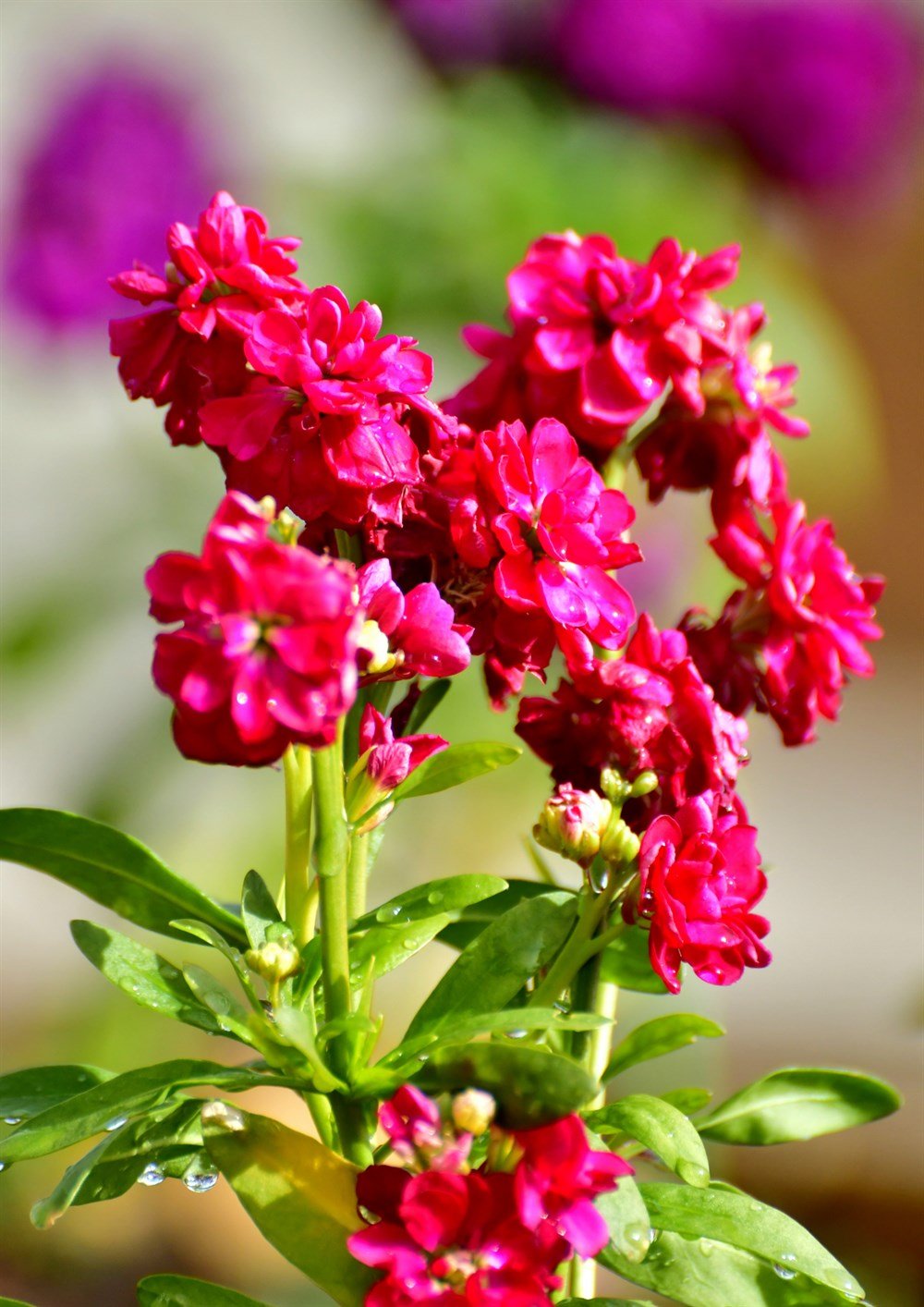 Şebboy Çiçeği 40 adet Tohum