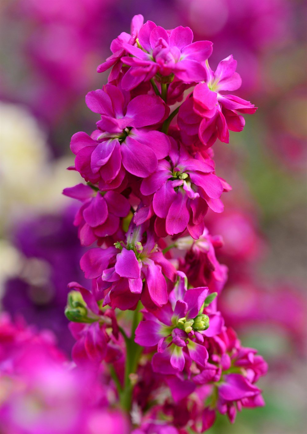 Şebboy Çiçeği 40 adet Tohum