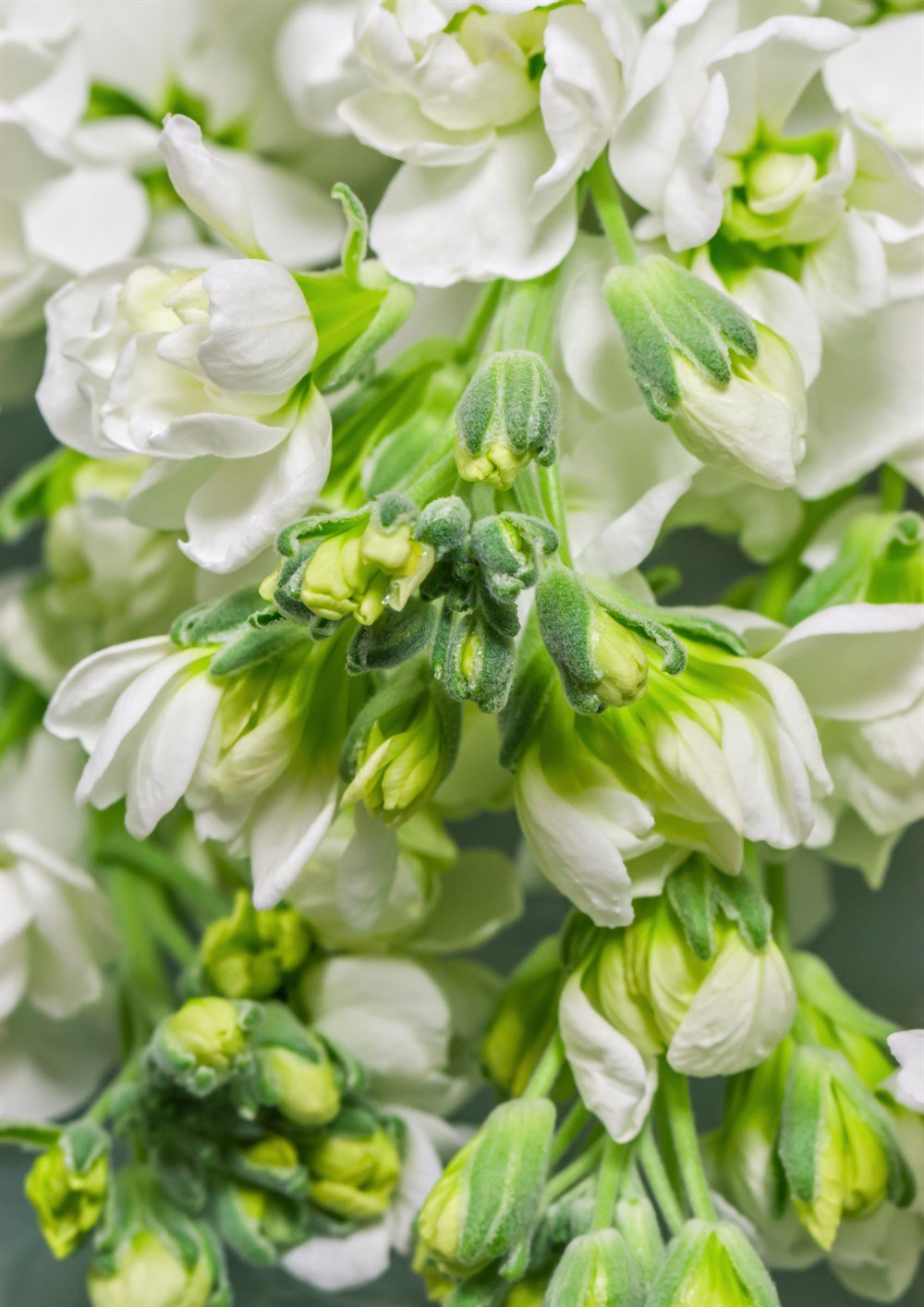 Şebboy Çiçeği 40 adet Tohum