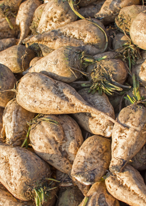 Şeker Pancarı Tohumu 10 g