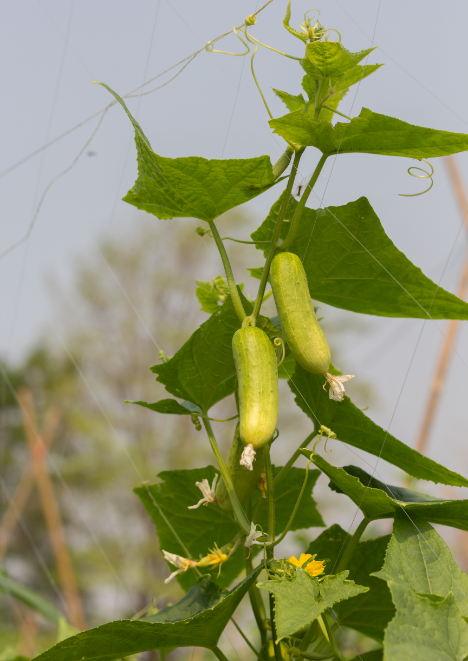 Sırık Salatalık 30 adet tohum