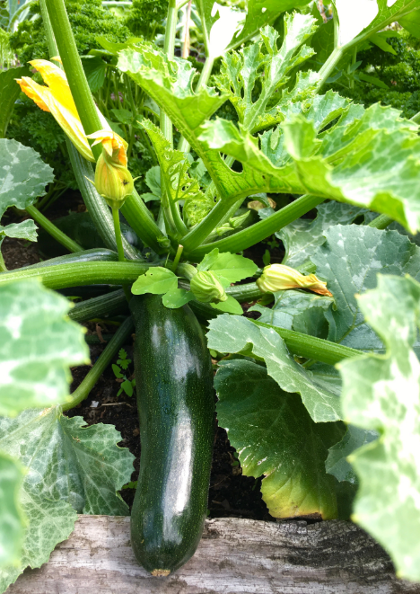 Siyah Kabak Tohumu 10 g