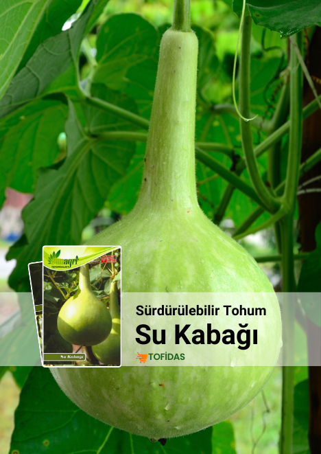 Su kabağı Tohumu 