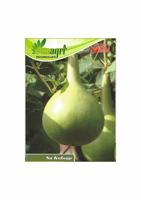 Su kabağı Tohumu 