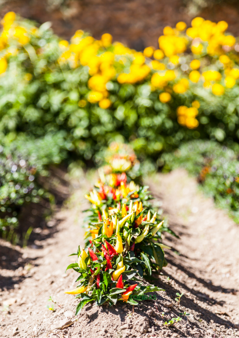 Süs Biberi Yukarı Bakan 5 gr