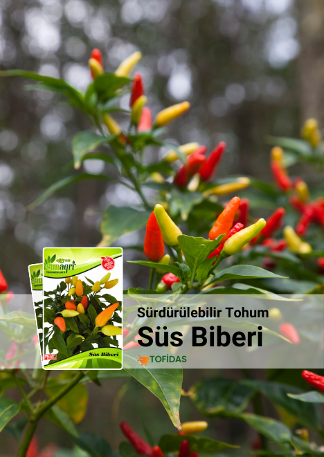 Süs Biberi Yukarı Bakan 5 gr