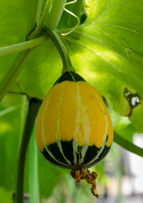 Süs Kabağı Tohumu