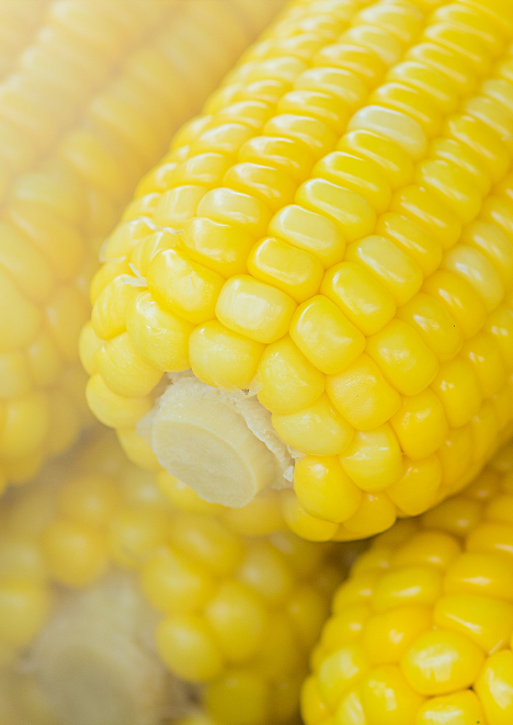 Süt Mısır Tohumu 10 gr