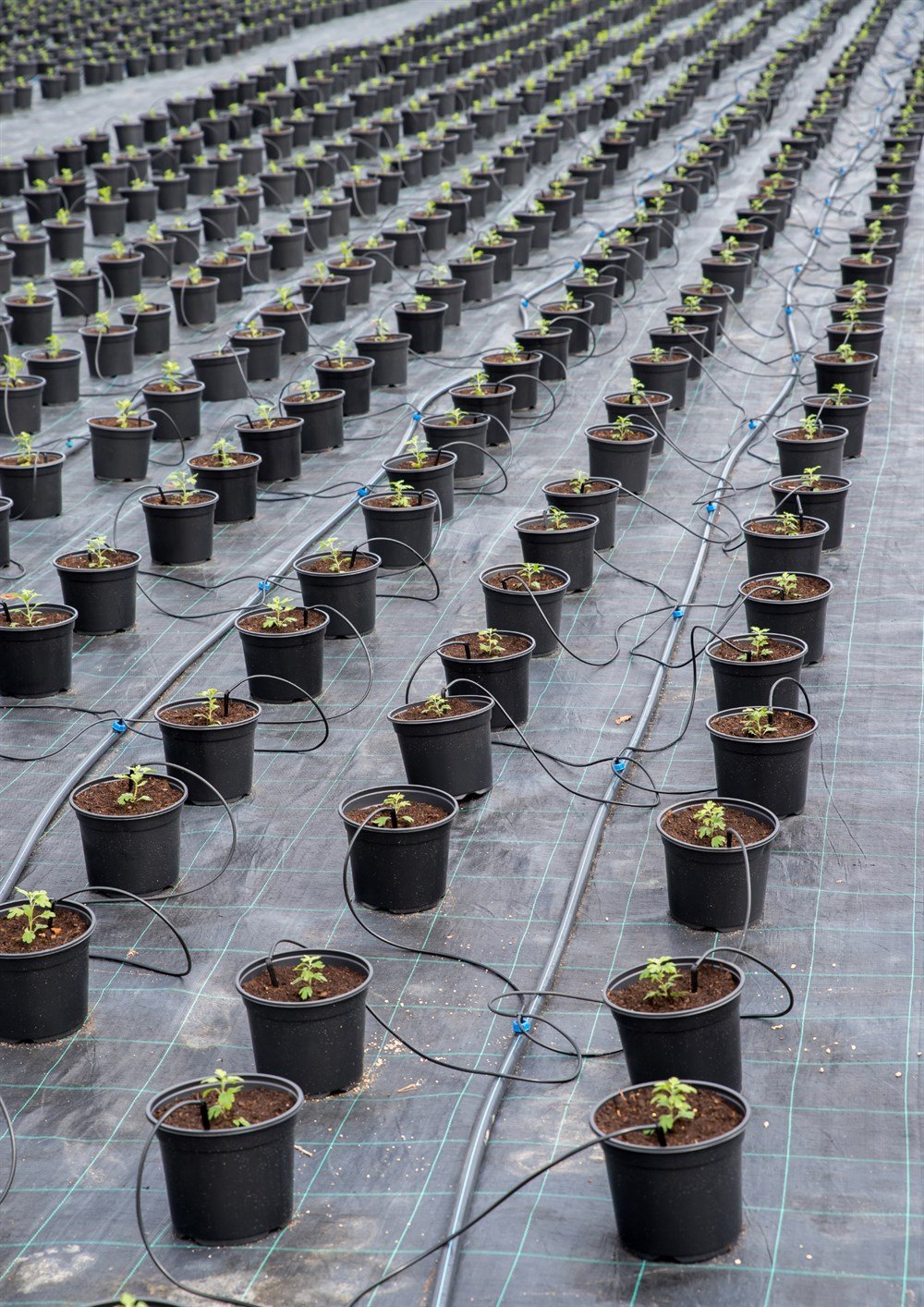 Taban Örtüsü 3 Metre Eninde