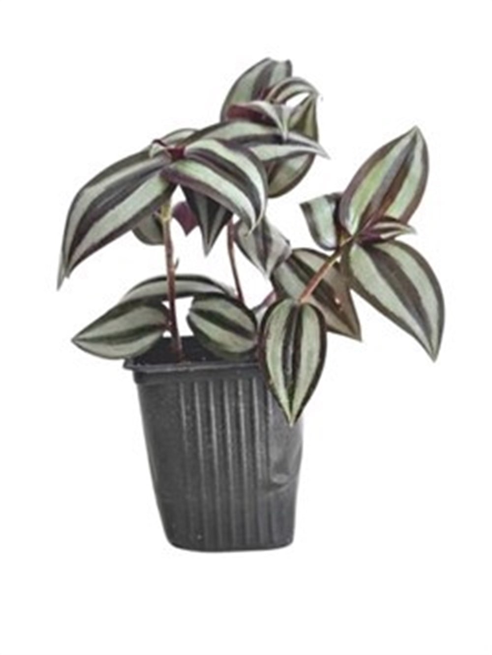 Telgraf Çiçeği Tradescantia Zebrina Silver 
