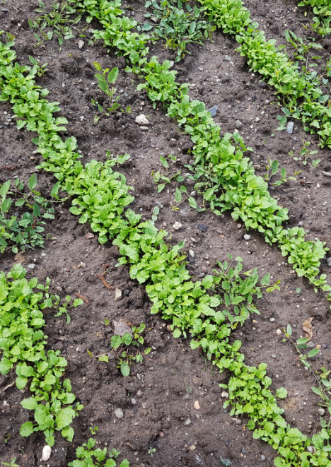 Tere otu tohumu 10 gr